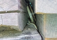 Salvadora lemniscata