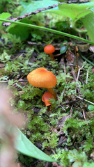 Hygrocybe coccinea