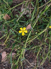 Ranunculus flammula
