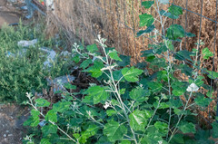 Populus alba