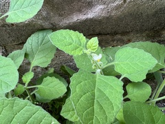 Solanum sarrachoides