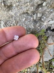 Epilobium brunnescens