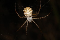 Argiope lobata