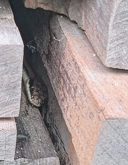 Salvadora lemniscata