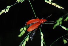 Pyrochroa serraticornis
