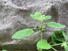 Solanum sarrachoides