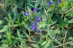 Anchusa officinalis