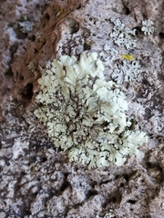 Flavoparmelia baltimorensis