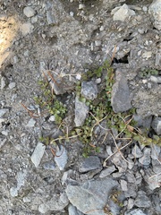 Epilobium brunnescens