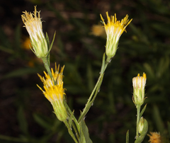 Doellingeria breweri