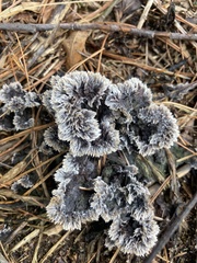 Thelephora terrestris