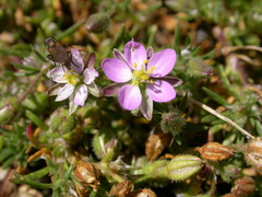 Spergularia rubra