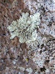 Flavoparmelia baltimorensis