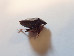 Picromerus bidens