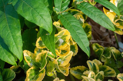 Erysiphe euonymicola