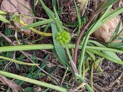 Ranunculus flammula