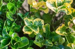 Erysiphe euonymicola