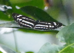Neptis nata