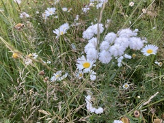 Leucanthemum vulgare