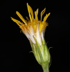 Doellingeria breweri