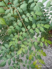 Koelreuteria paniculata