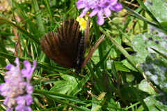 Erebia