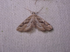 Parapoynx stratiotata