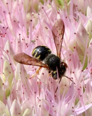 Anthidium oblongatum