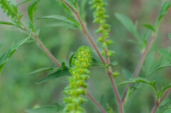 Ambrosia artemisiifolia