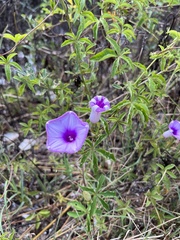 Ipomoea cairica