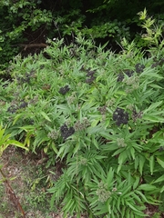 Sambucus ebulus