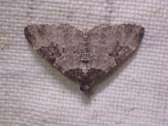 Xanthorhoe fluctuata