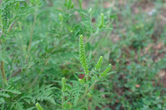 Ambrosia artemisiifolia