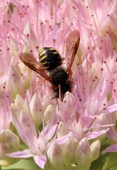 Anthidium oblongatum