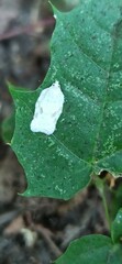 Acleris logiana