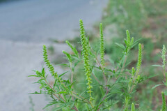 Ambrosia artemisiifolia