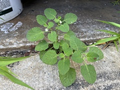 Solanum sarrachoides