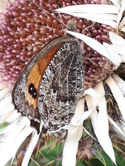 Erebia montanus
