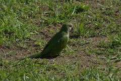 Myiopsitta monachus