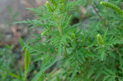 Ambrosia artemisiifolia