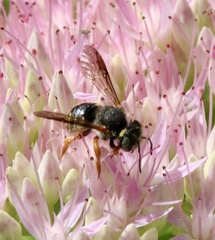 Anthidium oblongatum