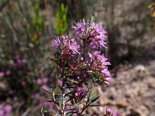 Image of Agathosma sp9 by (c) Ren Hoekstra, some rights reserved (CC BY)