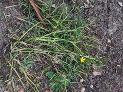 Ranunculus flammula