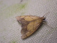 Evergestis limbata