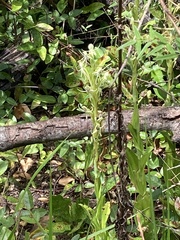 Habenaria quinqueseta