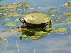 Trachemys scripta