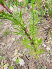 Artemisia campestris