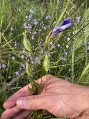 Gentianopsis