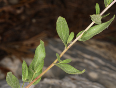 Doellingeria breweri