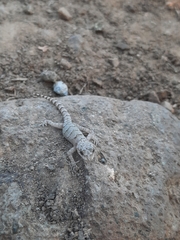 Mediodactylus danilewskii